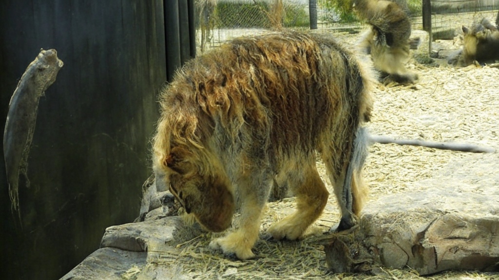 pet